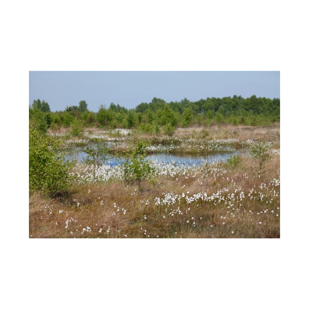 Neustädter Moor, floating grass, Lower Saxony, Germany by Kruegerfoto