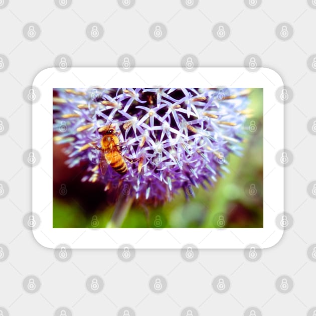 Bee On Small Globe Thistle 3 Magnet by Robert Alsop