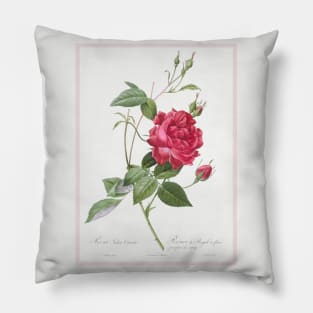 Blood-Red Bengal Rose Pillow