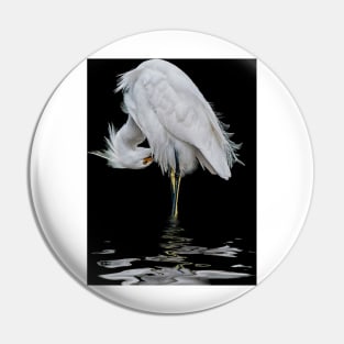 Snowy Egret Preening Pin