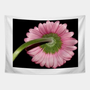 Pink Gerbera daisy Tapestry