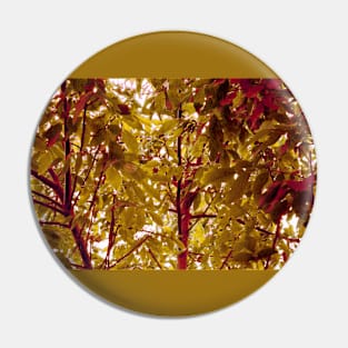 Apricot Tree in Fall Pin