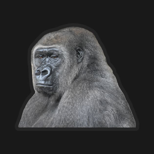 Gorilla by Sharonzoolady