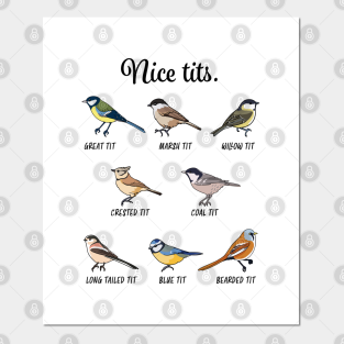 Bearded Tit Posters And Art Prints Teepublic