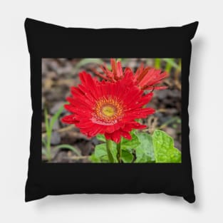 Red Wet Gerber Daisy Pillow