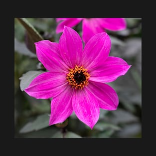 Colorful Magenta Dahlia Flower T-Shirt