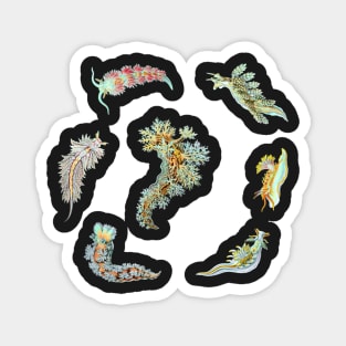 Nudibranch Set Ernst Haeckel Sea Foam Colors Magnet