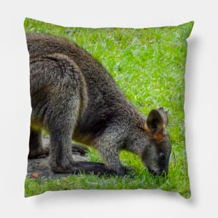 Swamp Wallaby Pillow