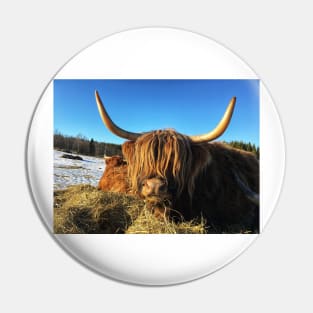 Scottish Highland Cattle Cow 2326 Pin