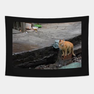 Hanoi Street Cat Tapestry