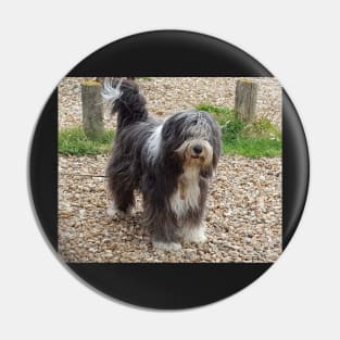 Bearded Collie Beachcombing - Beardie on the Beach Pin