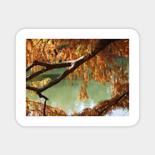 Colorful Fall Bald Cypress Magnet