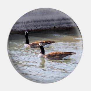 Canada Goose Staring Pin