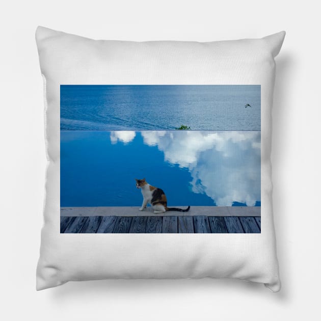 Cat on Blue in Antigua Pillow by ephotocard