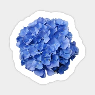 Blue hydrangea Magnet