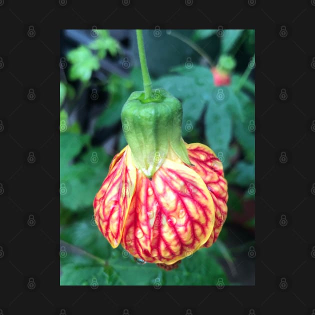 Hanging Tender Christmas Bud of the Flowering Maple by Photomersion