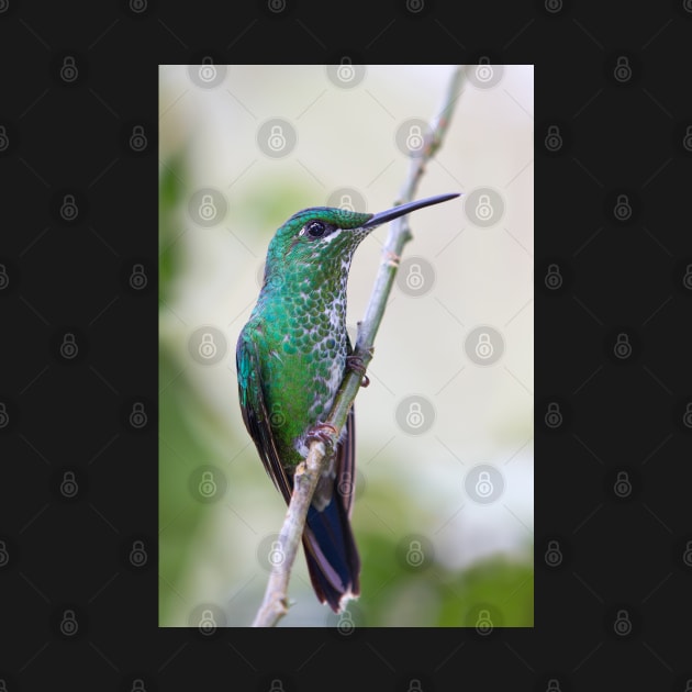 Green-crowned Brilliant hummingbird - Costa Rica by Jim Cumming