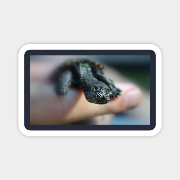 Baby Snapping Turtle Magnet by LaurieMinor