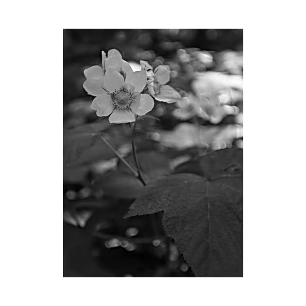 Glacier National Park Wild Flowers, black and white by StonePics