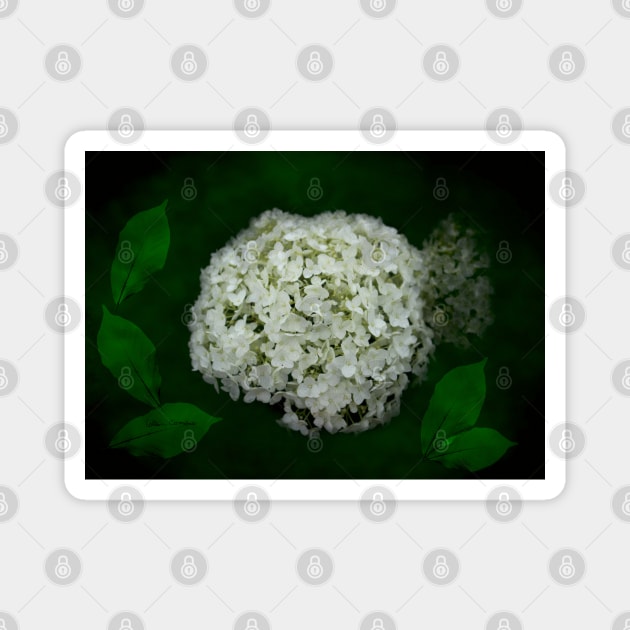 Hydrangea Digital Art Magnet by ButterflyInTheAttic