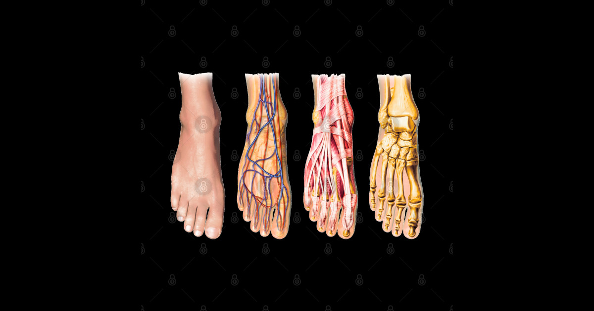 Foot Anatomy Chart Feet Pin TeePublic