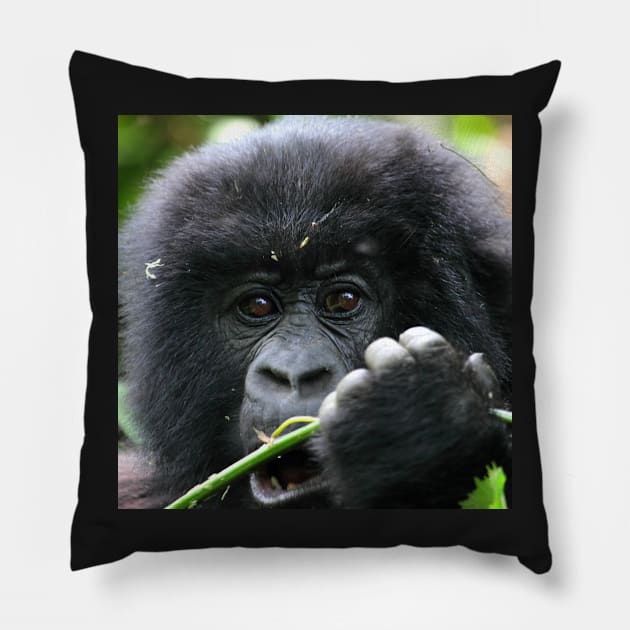 Juvenile Mountain Gorilla, Kwitonda Group, Rwanda, East Africa. Pillow by Carole-Anne