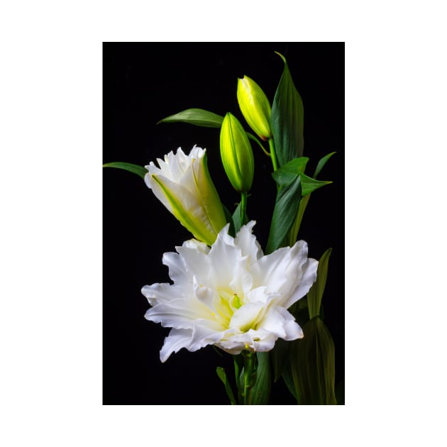 Blooming Oriental Lily by photogarry