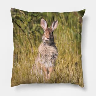 Ears Lookin' at You, Kid: Curious Eastern Cottontail Rabbit Pillow