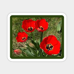 Red Tulips Magnet