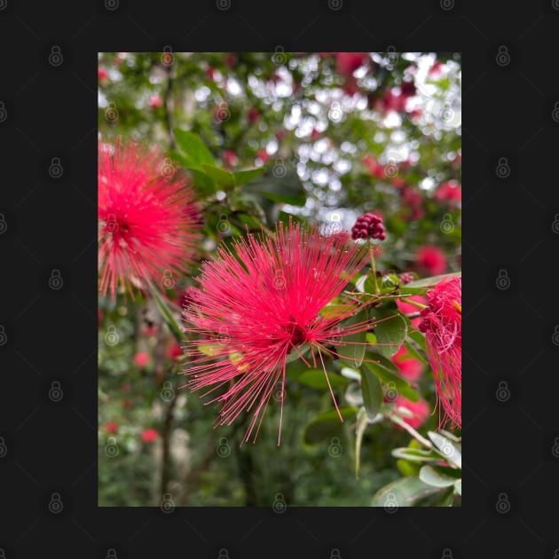 ohiʻa haʻole eucalyptus flower calliandra hawaii botanical garden by maplunk