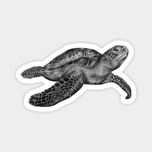 Sea Turtle Magnet