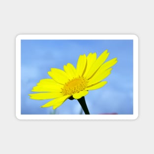 Corn Marigold Magnet