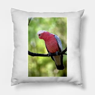 Galah Pillow