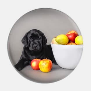 Labrador retriever puppy Pin