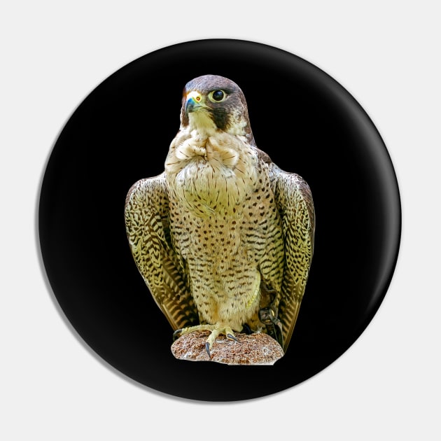 Peregrine falcon Pin by dalyndigaital2@gmail.com