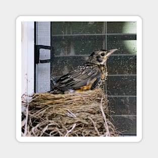 Young American Robin Leaving The Nest Magnet