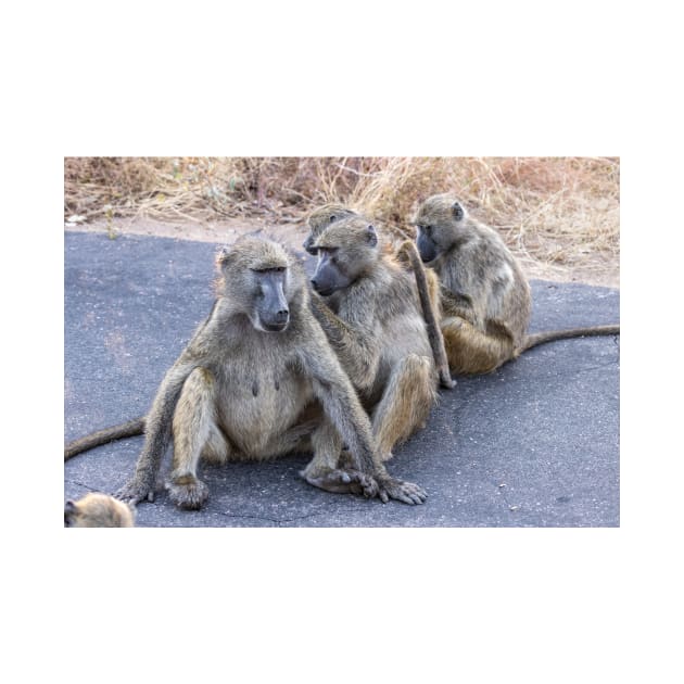 Grooming Baboons - Kruger Nationalpark, South Africa by holgermader