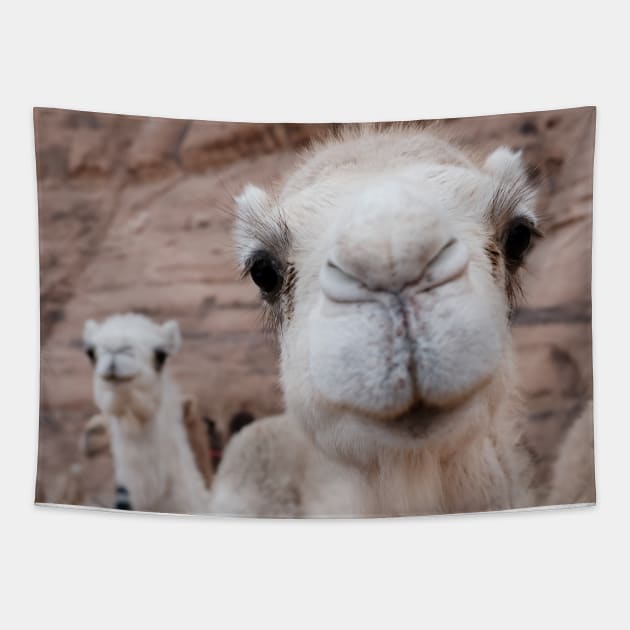 Two funny camels Tapestry by Melissa Peltenburg Travel Photography