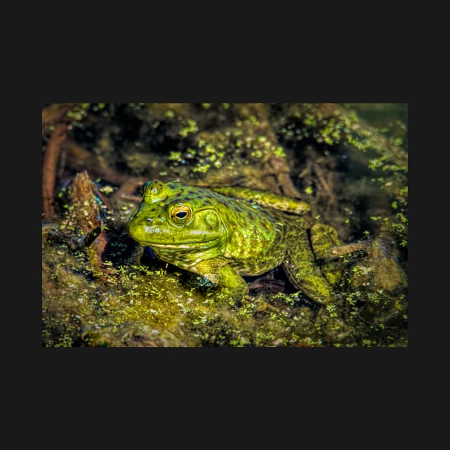 Frog in the Sunlight by Debra Martz by Debra Martz