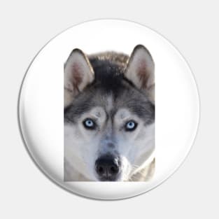 Husky Pin