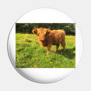 Scottish Highland Cattle Calf 2085 Pin