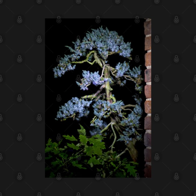 Bonsai Juniperus Meyeri At Night by heidiannemorris