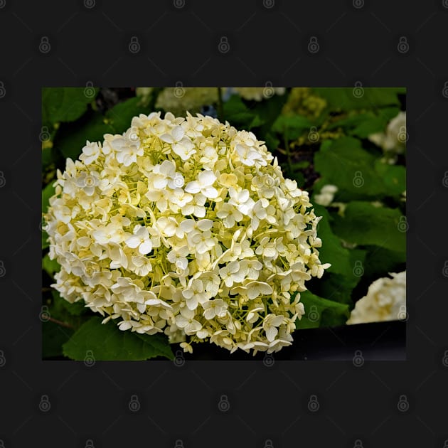 Cluster of small white yellow flowers by topsnthings