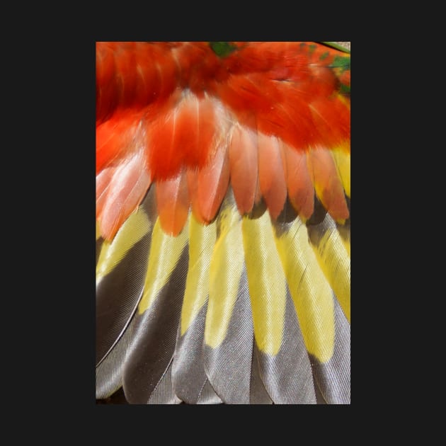 Rainbow Lorikeets Wing Feathers at Magpie Springs by Avril Thomas by MagpieSprings