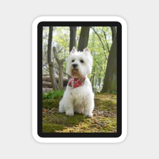 Westie in the woods Magnet