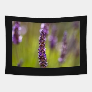Purple lavender flowers Tapestry
