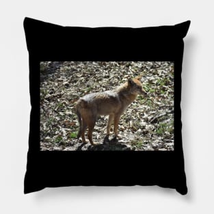 Coyote Pillow