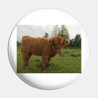 Scottish Highland Cattle Calf 1540 Pin