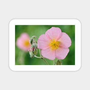 Helianthemum  &#39;Rhodanthe Carneum&#39;   AGM  Rock rose  &#39;Wisley Pink&#39; Magnet