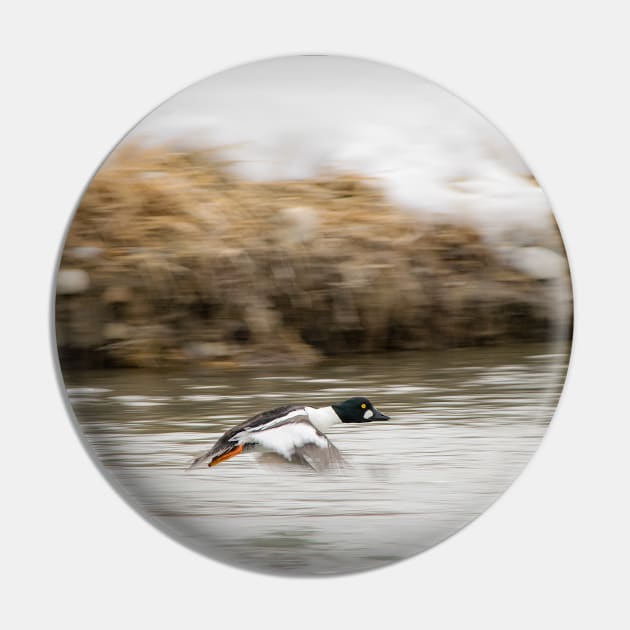 Goldeneye duck taking off. Pin by CanadianWild418